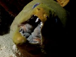 This eel was a little annoyed with the dual flash. This p... by Steven Anderson 